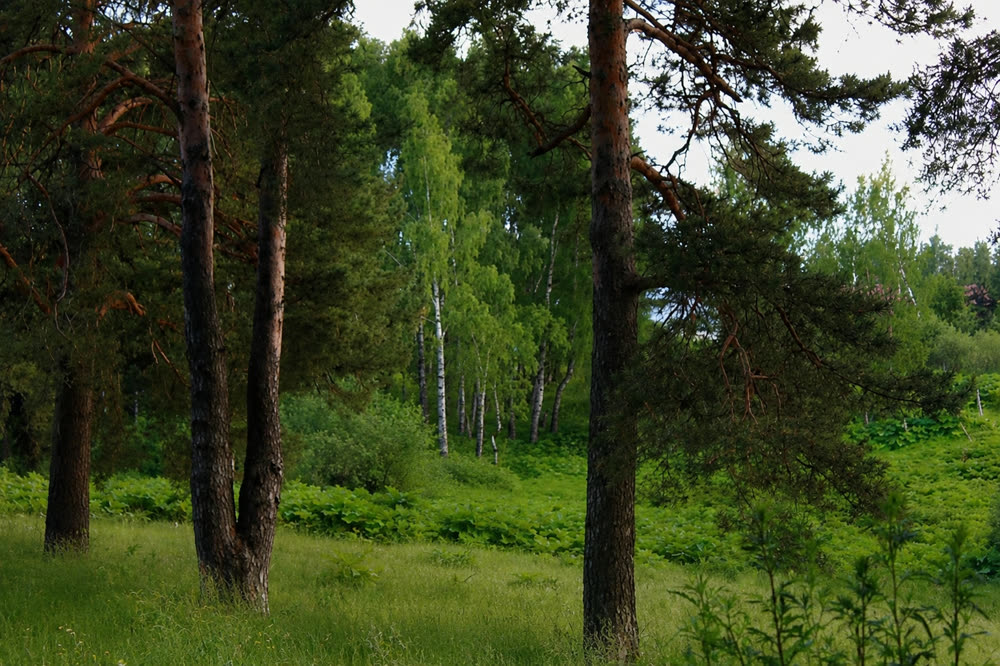 Алиса Комарова, начинающий программист, на фоне леса